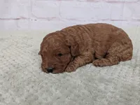 Annie , a male Miniature Goldendoodle for sale in Sugarcreek, OH – 1 of 2