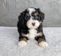 Charlie , a male Miniature Bernedoodle for sale in Sugarcreek, OH – 5 of 6