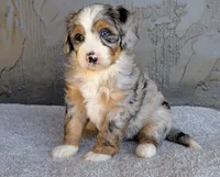 Milton, a male Miniature Bernedoodle for sale in Sugarcreek, OH – 4 of 5
