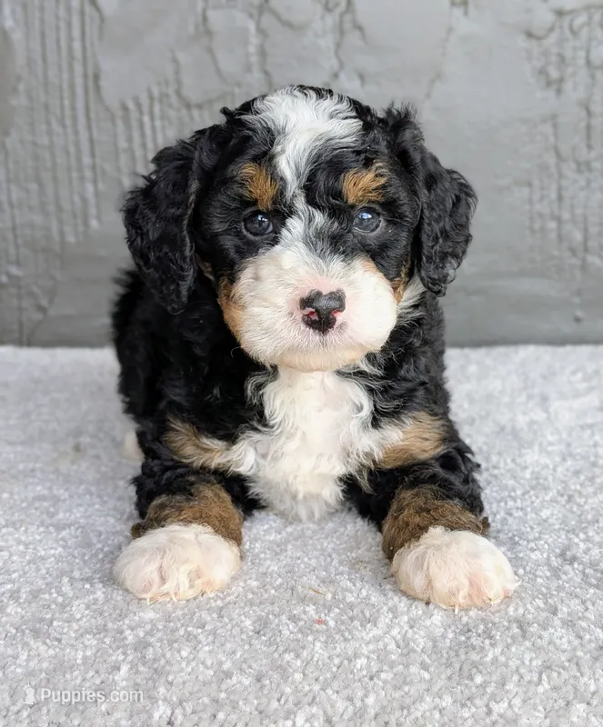 Charlie  – Miniature Bernedoodle puppy for sale in Sugarcreek, OH