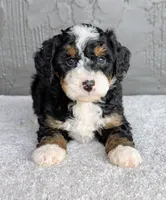 Charlie , a male Miniature Bernedoodle for sale in Sugarcreek, OH – 6 of 6