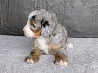 Ryder, a male Miniature Bernedoodle for sale in Sugarcreek, OH – 2 of 6