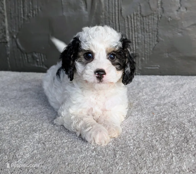 Ceaser – Miniature Bernedoodle puppy for sale in Sugarcreek, OH