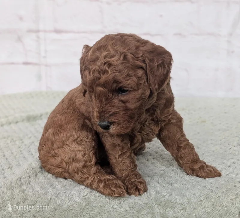 Annie  – Miniature Goldendoodle puppy for sale in Sugarcreek, OH