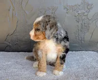 Pipa, a female Miniature Bernedoodle for sale in Sugarcreek, OH – 5 of 5