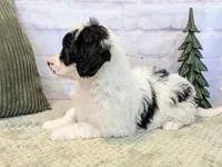 processed/aa02bc89-a5d0-4ff3-9a58-7b4561e33e8f/listing/3da4d825-2267-4947-92ea-3dee5976c9d6/cf459205-dd71-48f7-b4ad-7b0abb0705fc