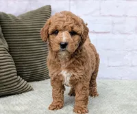 Lanie, a female Miniature Goldendoodle for sale in Sugarcreek, OH – Photo 5 of 6