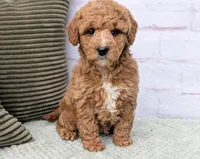 Lanie, a female Miniature Goldendoodle for sale in Sugarcreek, OH – Photo 3 of 6