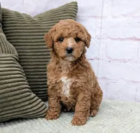 Lanie, a female Miniature Goldendoodle for sale in Sugarcreek, OH – Photo 1 of 6