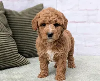 Lanie, a female Miniature Goldendoodle for sale in Sugarcreek, OH – Photo 6 of 6
