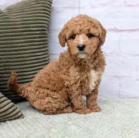 Lanie, a female Miniature Goldendoodle for sale in Sugarcreek, OH – Photo 4 of 6