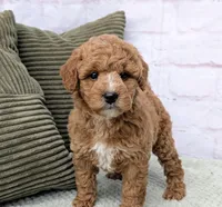 Lanie, a female Miniature Goldendoodle for sale in Sugarcreek, OH – Photo 2 of 6
