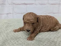 Bently , a male Miniature Goldendoodle for sale in Sugarcreek, OH – 3 of 3
