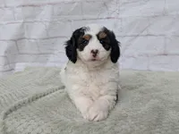 Ceaser, a male Miniature Bernedoodle for sale in Sugarcreek, OH – 2 of 3