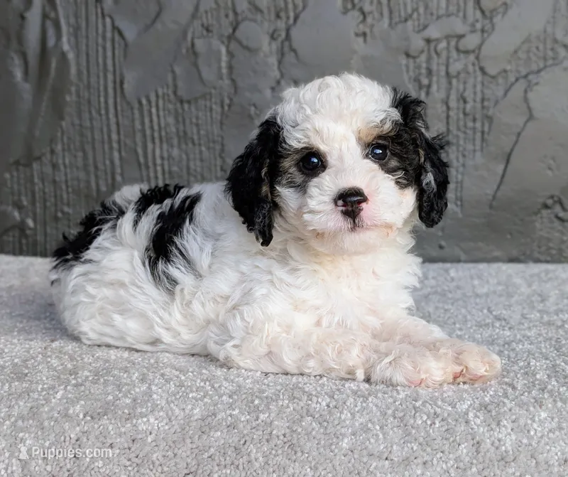 Ceaser – Miniature Bernedoodle puppy for sale in Sugarcreek, OH