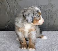 Ryder, a male Miniature Bernedoodle for sale in Sugarcreek, OH – 3 of 6