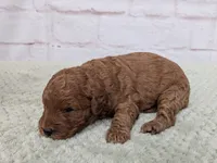 Annie , a male Miniature Goldendoodle for sale in Sugarcreek, OH – 2 of 2