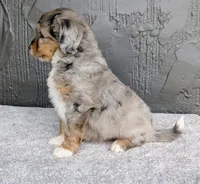 Jasper, a male Miniature Bernedoodle for sale in Sugarcreek, OH – 4 of 6