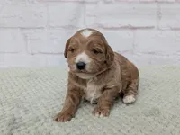 Jace, a male Miniature Goldendoodle for sale in Sugarcreek, OH – 1 of 3