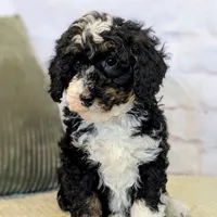 Patrick, a male Miniature Bernedoodle for sale in Sugarcreek, OH – Photo 3 of 5