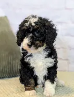 Patrick, a male Miniature Bernedoodle for sale in Sugarcreek, OH – Photo 3 of 5