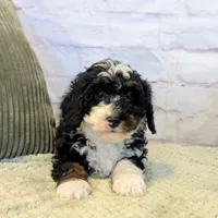 Patrick, a male Miniature Bernedoodle for sale in Sugarcreek, OH – Photo 5 of 5