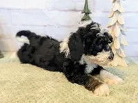 Patrick, a male Miniature Bernedoodle for sale in Sugarcreek, OH – Photo 4 of 5