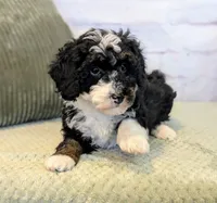 Patrick, a male Miniature Bernedoodle for sale in Sugarcreek, OH – Photo 2 of 5