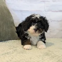 Patrick, a male Miniature Bernedoodle for sale in Sugarcreek, OH – Photo 1 of 5
