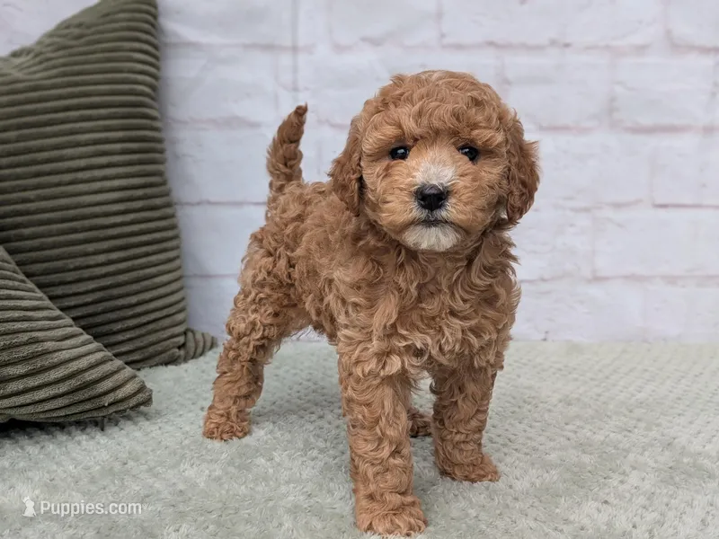 Bailey  – Miniature Goldendoodle puppy for sale in Sugarcreek, OH