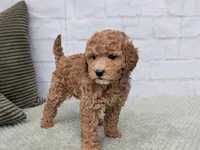 Bailey , a female Miniature Goldendoodle for sale in Sugarcreek, OH – Photo 2 of 5