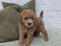 Bailey , a female Miniature Goldendoodle for sale in Sugarcreek, OH – Photo 5 of 5