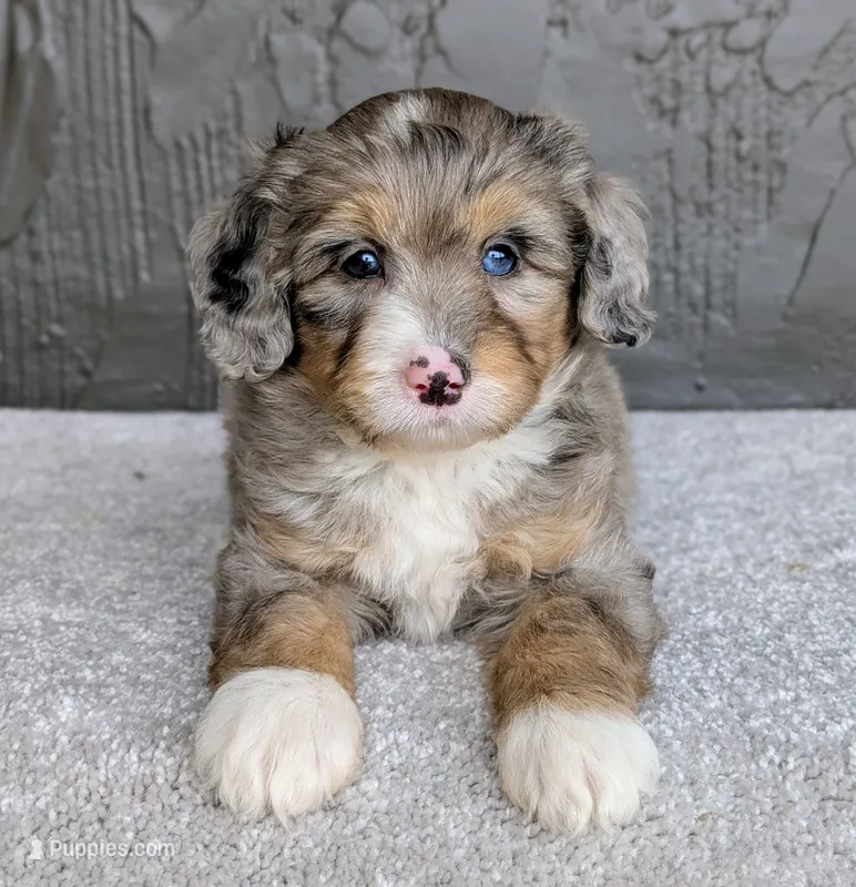 Jasper – Miniature Bernedoodle puppy for sale in Sugarcreek, OH
