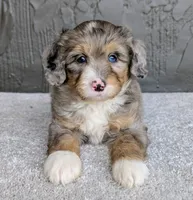 Jasper, a male Miniature Bernedoodle for sale in Sugarcreek, OH – 1 of 6