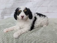 Ceaser, a male Miniature Bernedoodle for sale in Sugarcreek, OH – 1 of 3