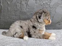 Jasper, a male Miniature Bernedoodle for sale in Sugarcreek, OH – 3 of 6