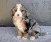Pipa, a female Miniature Bernedoodle for sale in Sugarcreek, OH – 4 of 5