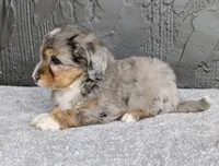 Jasper, a male Miniature Bernedoodle for sale in Sugarcreek, OH – 5 of 6