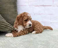 Starry, a female Miniature Goldendoodle for sale in Sugarcreek, OH – Photo 7 of 7