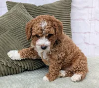 Starry, a female Miniature Goldendoodle for sale in Sugarcreek, OH – Photo 6 of 7