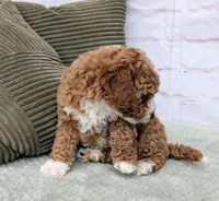Starry, a female Miniature Goldendoodle for sale in Sugarcreek, OH – Photo 5 of 7
