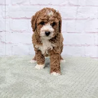 Starry, a female Miniature Goldendoodle for sale in Sugarcreek, OH – Photo 3 of 7