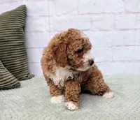 Starry, a female Miniature Goldendoodle for sale in Sugarcreek, OH – Photo 2 of 7