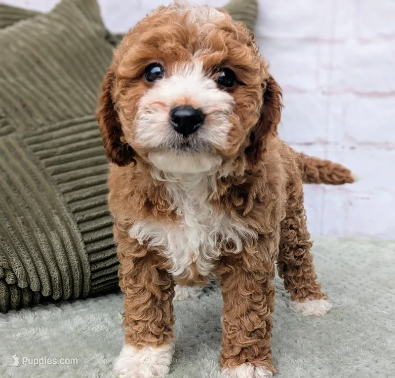 Starry – Miniature Goldendoodle puppy for sale in Sugarcreek, OH