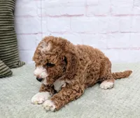 Starry, a female Miniature Goldendoodle for sale in Sugarcreek, OH – Photo 4 of 7