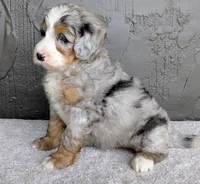 Ryder, a male Miniature Bernedoodle for sale in Sugarcreek, OH – 5 of 6