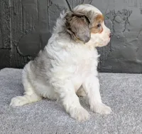 Starry, a female Miniature Bernedoodle for sale in Sugarcreek, OH – 6 of 6