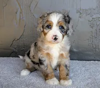 Milton, a male Miniature Bernedoodle for sale in Sugarcreek, OH – 2 of 5