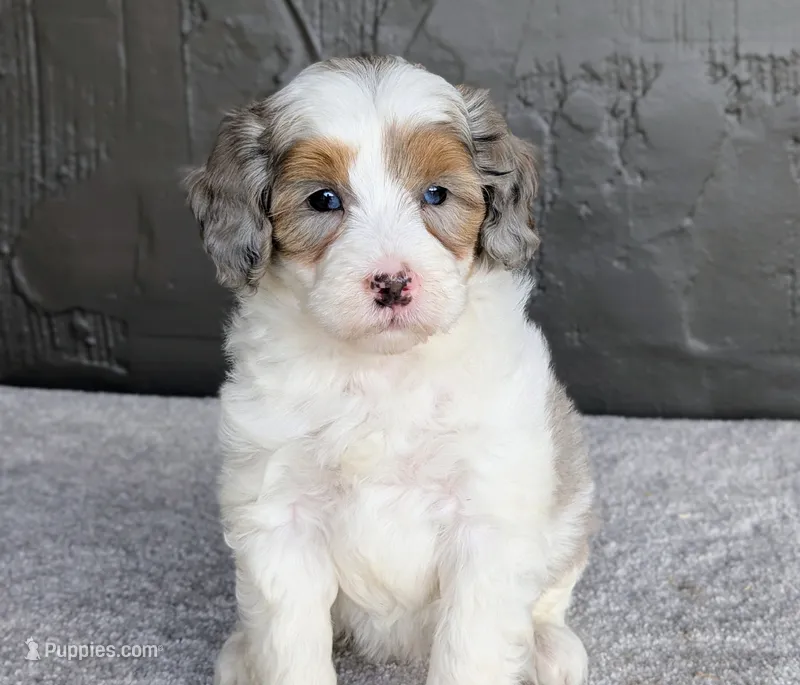 Starry – Miniature Bernedoodle puppy for sale in Sugarcreek, OH