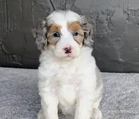 Starry, a female Miniature Bernedoodle for sale in Sugarcreek, OH – 1 of 6